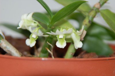 Dendrobium oligophyllum