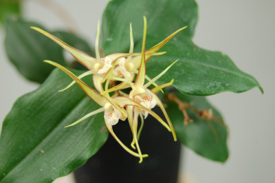 Dendrobium tetragonum 'giganteum'