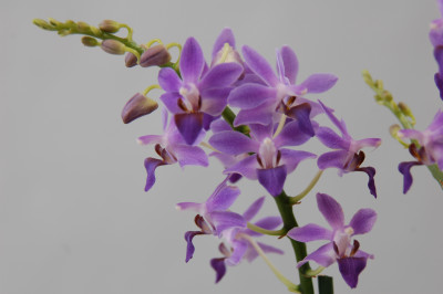Doritaenopsis Purple Gem 'Aida' (blühstark, ohne Blüte/Knospe))