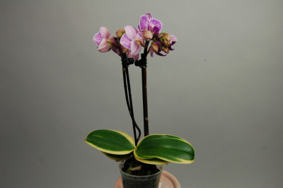 Doritaenopsis Sogo Vivien 'marginata'