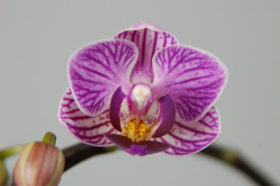 Doritaenopsis Sogo Vivien (2 Rispen)