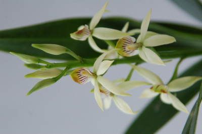 Epidendrum lancifolium