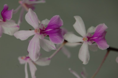 Holcoglossum amesianum