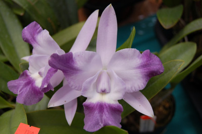 Laeliocattleya Cariad's Mini Queenie 'Angel Kiss'