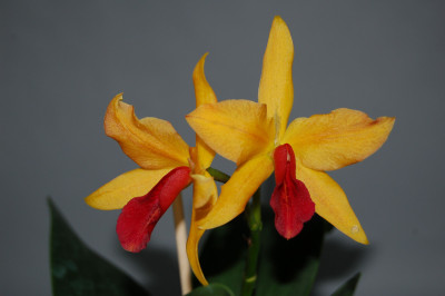 Laeliocattleya Golddigger 'Orchid Jungle'