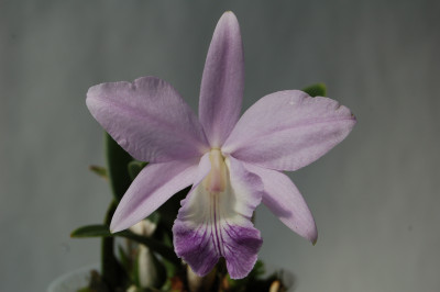 Laeliocattleya Love Knot