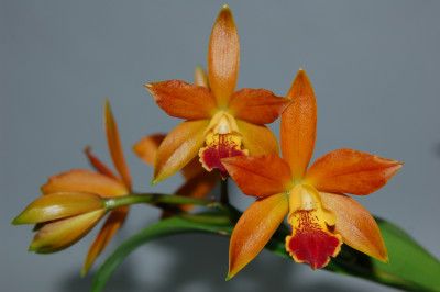 Laeliocattleya Thai Glow 'Red Mutation'