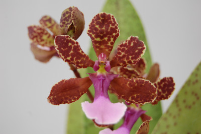 Oncidium lanceanum