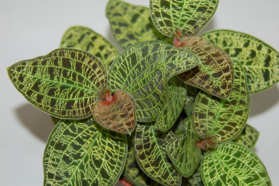 Macodes petola (blühstark, noch nicht in Knospe/Blüte)