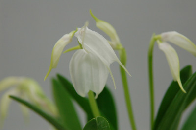 Masdevallia Biana Liu (5+ Stiele)