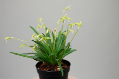 Masdevallia minuta (blühstark, ohne Knospe / Blüte)