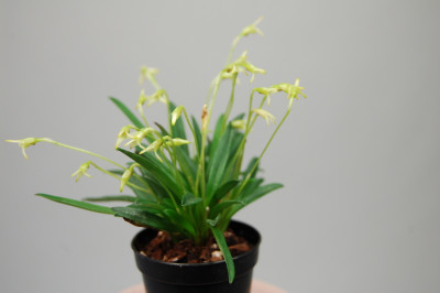 Masdevallia minuta