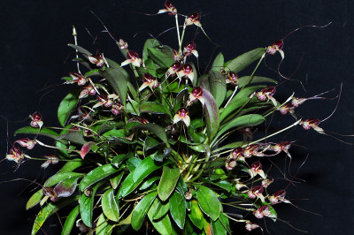 Masdevallia nidifica 'Red' 