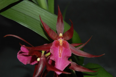 Miltassia Royal Rob 'Diplomaat'