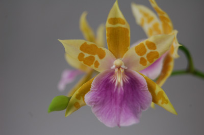 Miltonia binottii