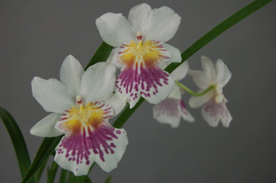 Miltonia phalaenopsis