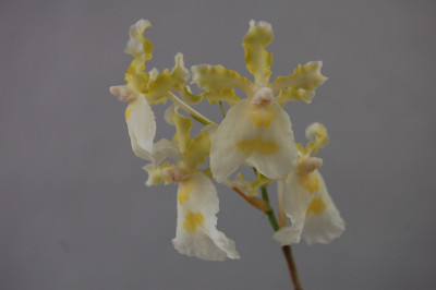 Miltonia warscewizcii 'alba'