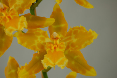 Odontoglossum Hallio crispum 'album' x Geyser Gold