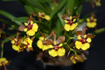 Oncidium euricline