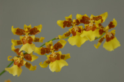 Oncidium sphacelatum