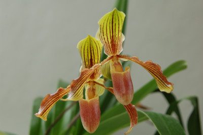 Paphiopedilum Baron Komura