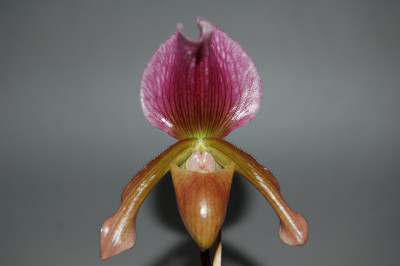 Paphiopedilum charlesworthii x Maudiae coloratum