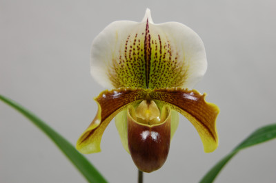 Paphiopedilum Golden Acres x Tendresse