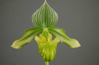 Paphiopedilum venustum 'album'