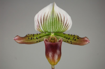 Paphiopedilum Via Quatal