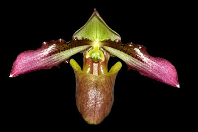 Paphiopedilum zieckianum (papuanum)