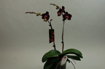 Phalaenopsis Elegant 'Debora' (2 Rispen)