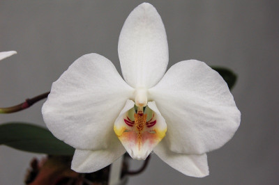 Phalaenopsis amabilis 'grandiflora'