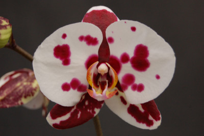 Phalaenopsis Elegant 'Polka Dots' (2 Rispen)