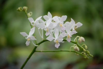 Phalaenopsis equestris 'alba' (Jungpfl.)
