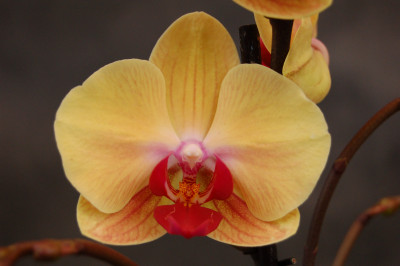 Phalaenopsis Golden Beauty (2 Rispen)