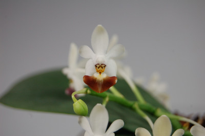 Phalaenopsis lobbii x parishii