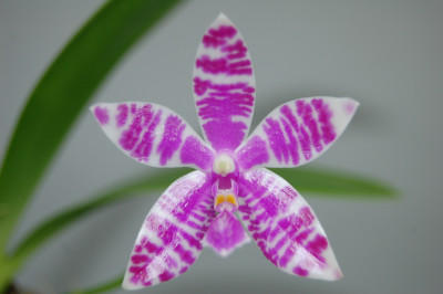 Phalaenopsis lueddemaniana (blühstark, nicht in Knospe/Blüte)