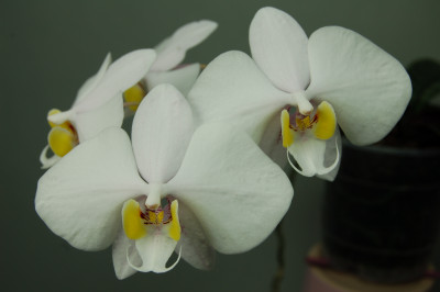 Phalaenopsis philippinensis (Jgpfl.)
