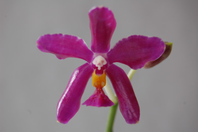 Phalaenopsis pulchra