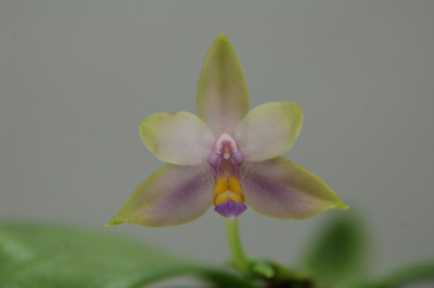 Phalaenopsis violacea 'coerulea'