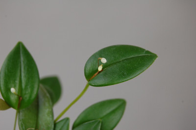 Pleurothallis niveo-globula