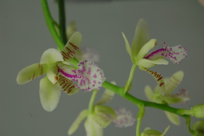 Sedirea japonica (Jgpfl. frisch getopft)