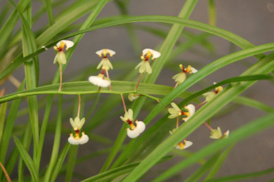 Sigmatostalix radicans