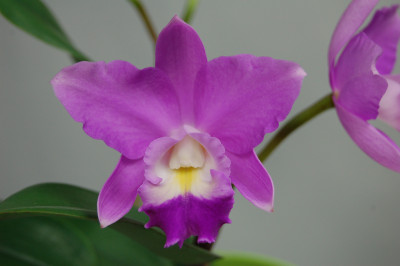 Sophrolaeliocattleya Mahalo Jack