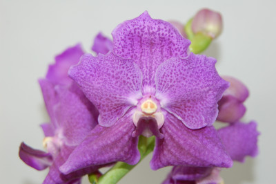 Vanda Berry Blue