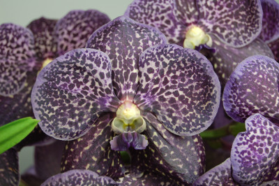 Vanda Black Magic