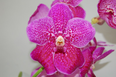 Vanda Fuchs Fuchsia (in Knospe/Blüte)