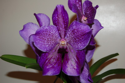 Vanda Gipsy Blue