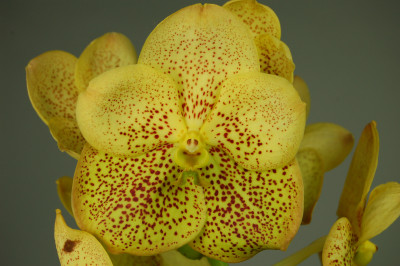 Vanda Golden Magic (in Knospe/Blüte)