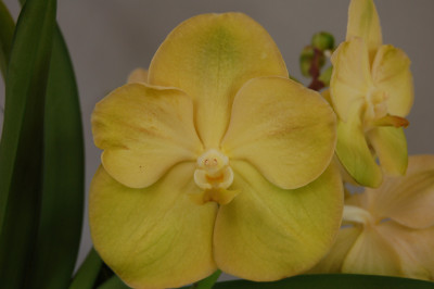 Vanda Lemon Gold (in Knospe/Blüte)